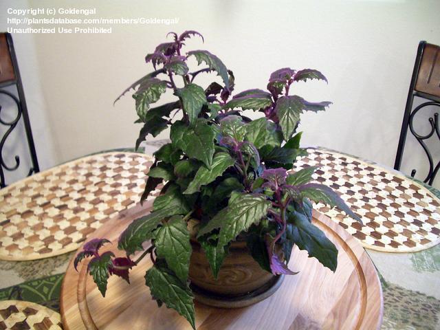 Purple Passion Vine